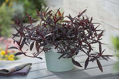 据报道Take-Two计划关闭或出售其独立游戏品牌